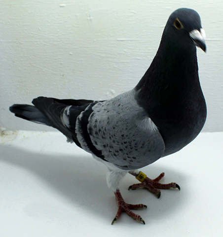 Pigeon Auctions: How They Work and How to Participate